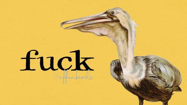 Effin' Birds (@effinbirds) on Twitter photo 