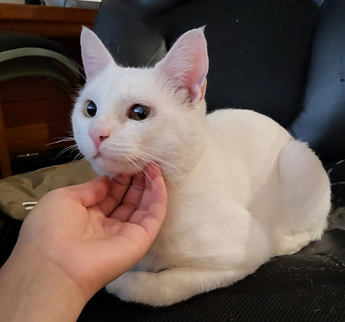 Meet Coffee Mate a 1 yr very nice boy who is very vocal, playful and sweet. He is blind in his left eye but it does not affect him at all and his Vet says no further medical attention is needed. He is also good with his Foster’s, ‘very barky’ Dog. catconnection@sbcglobal.net