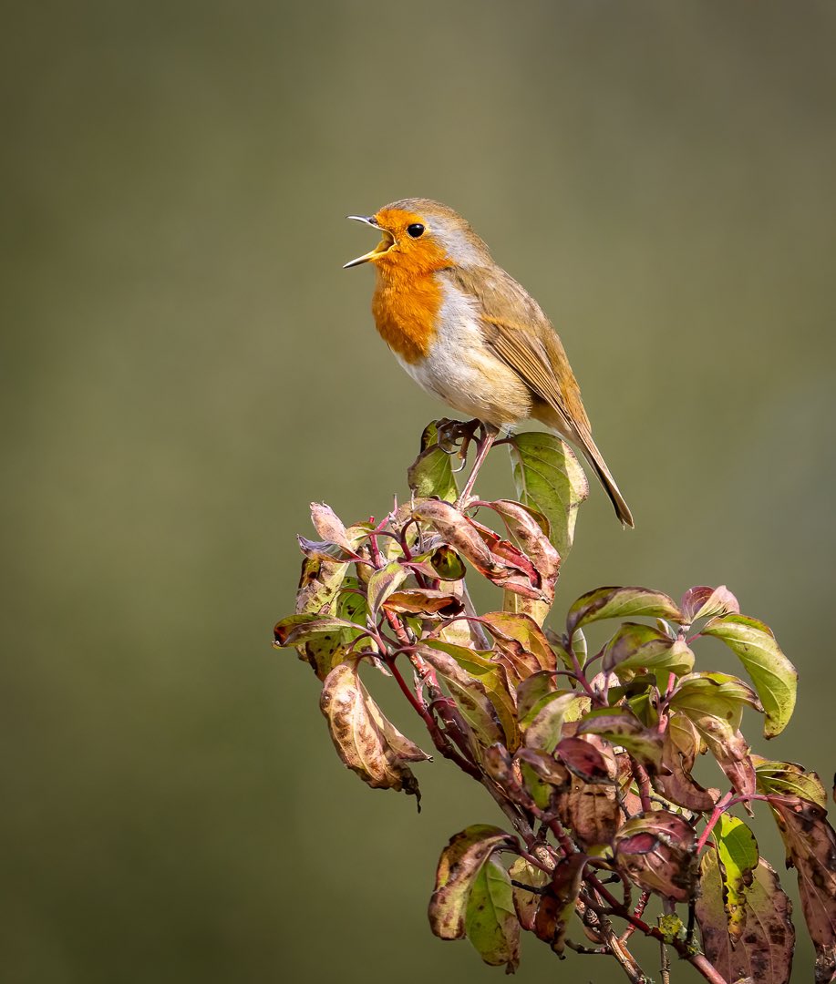 Despite the unseasonably warm weather, there were still some signs of autumn over the weekend 🍁🍂🍁 • Eurasian Robin • @ThePhotoHour @NikonEurope @BBCCountryfile @WildlifeMag @DPhotographer #Birding @GlosBirds #Wildlife #WildlifePhotography