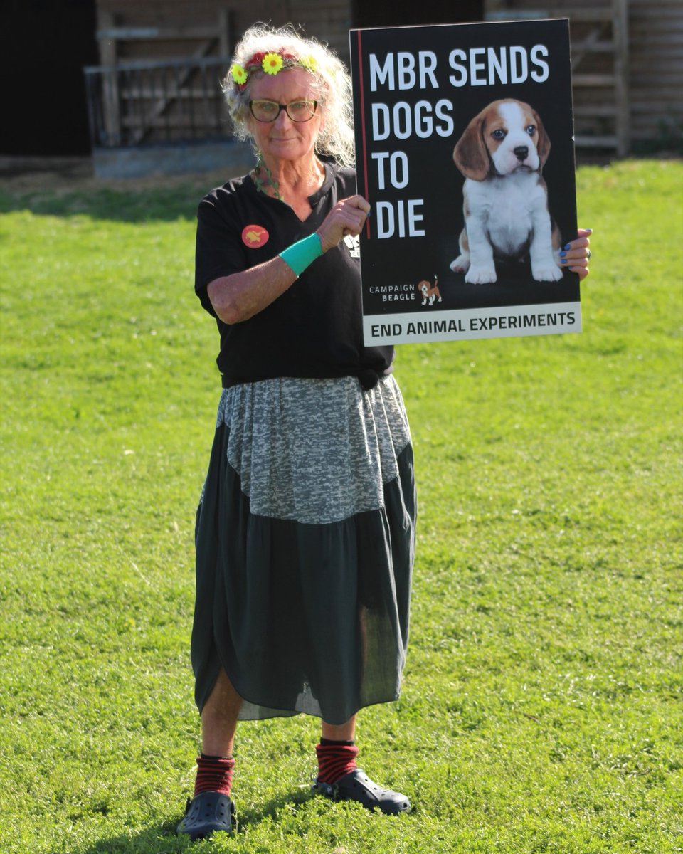 Campaign Beagle
This is Pauline 'Polly' Hodson There can only be one founder of camp beagle and here she is after doing an interview for #labdog
 #stopanimaltesting #beaglesofinstagram #glasshouses #campaignbeagle #MBRAcres #mbrsellsdogstodie #fakescience #evil