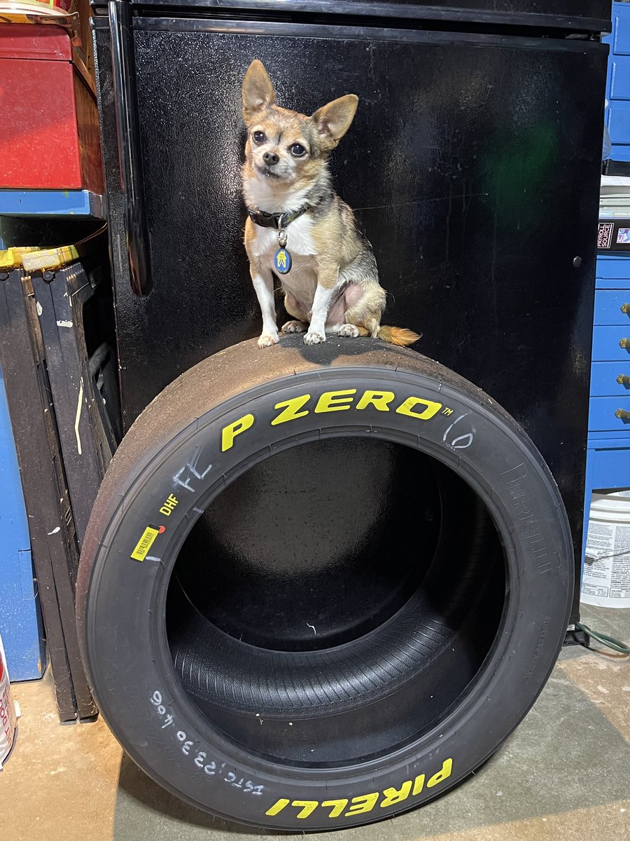 GasolineAly's tweet photo. This is what happens when your momma loves you more than anything in the world, but she also loves racing…
…and you’re tiny. 🥰🐶🛞♥️🏁
A.J., you’re such a good sport!
#TinyDogProblems @Pirelli @pirellisport https://t.co/ObNOAfSvPt