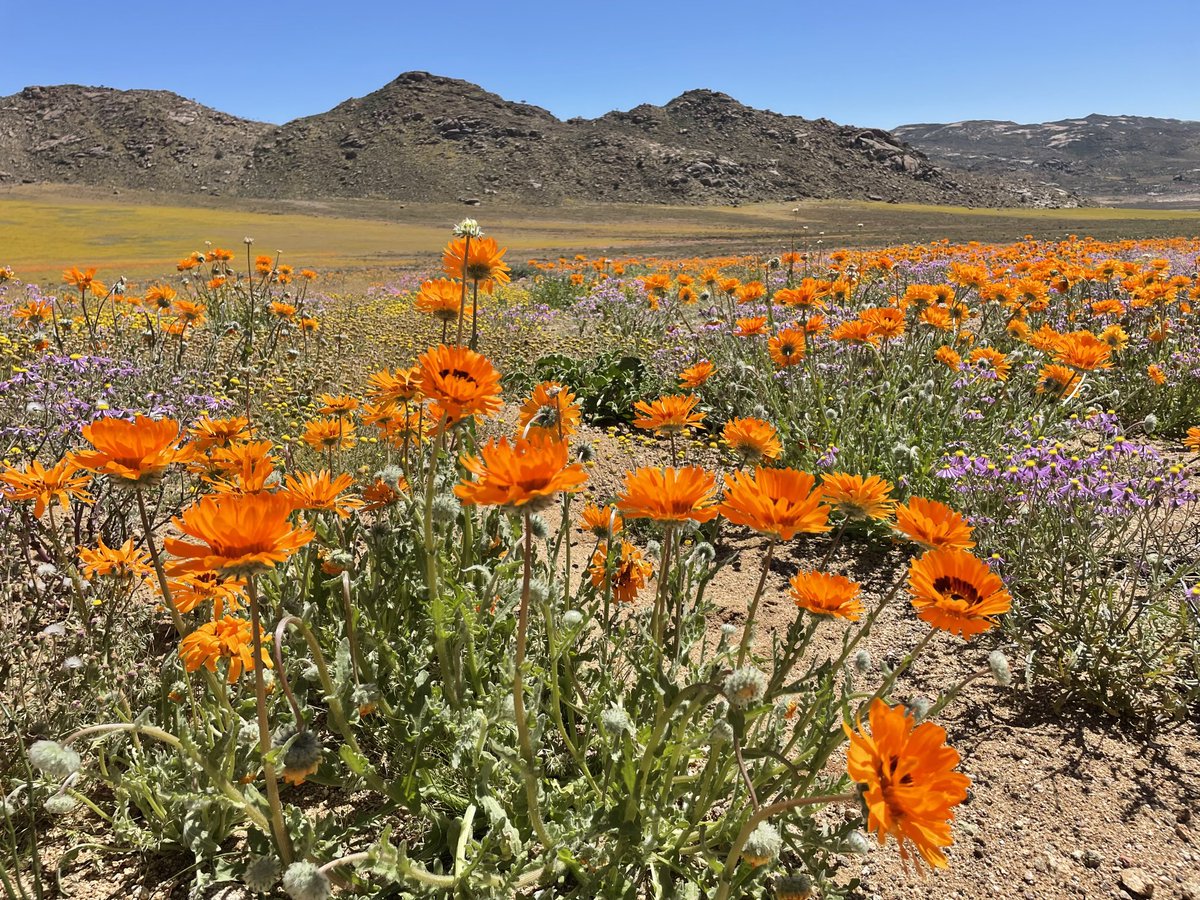 Henri Carrere (@carrerehenri) on Twitter photo 