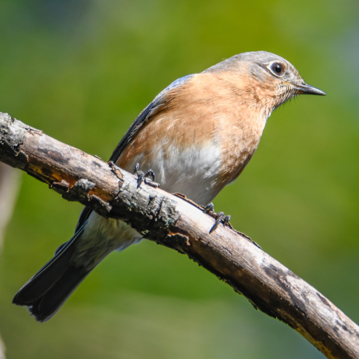 A Bluebird who is all about spreading the joy. #BirdsSeenIn2023 #BirdsOfTwitter #birdsontwitter #wildbirds #wildbirdphotography #NaturePhotography #natgeopotd #birds #bird #easternbluebird #birdphotography #wildlifephotography #Sialiasialis #songbird #songbirds #peace #thrush