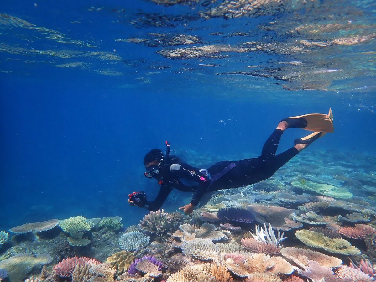 Coral Sea Foundation tweet media