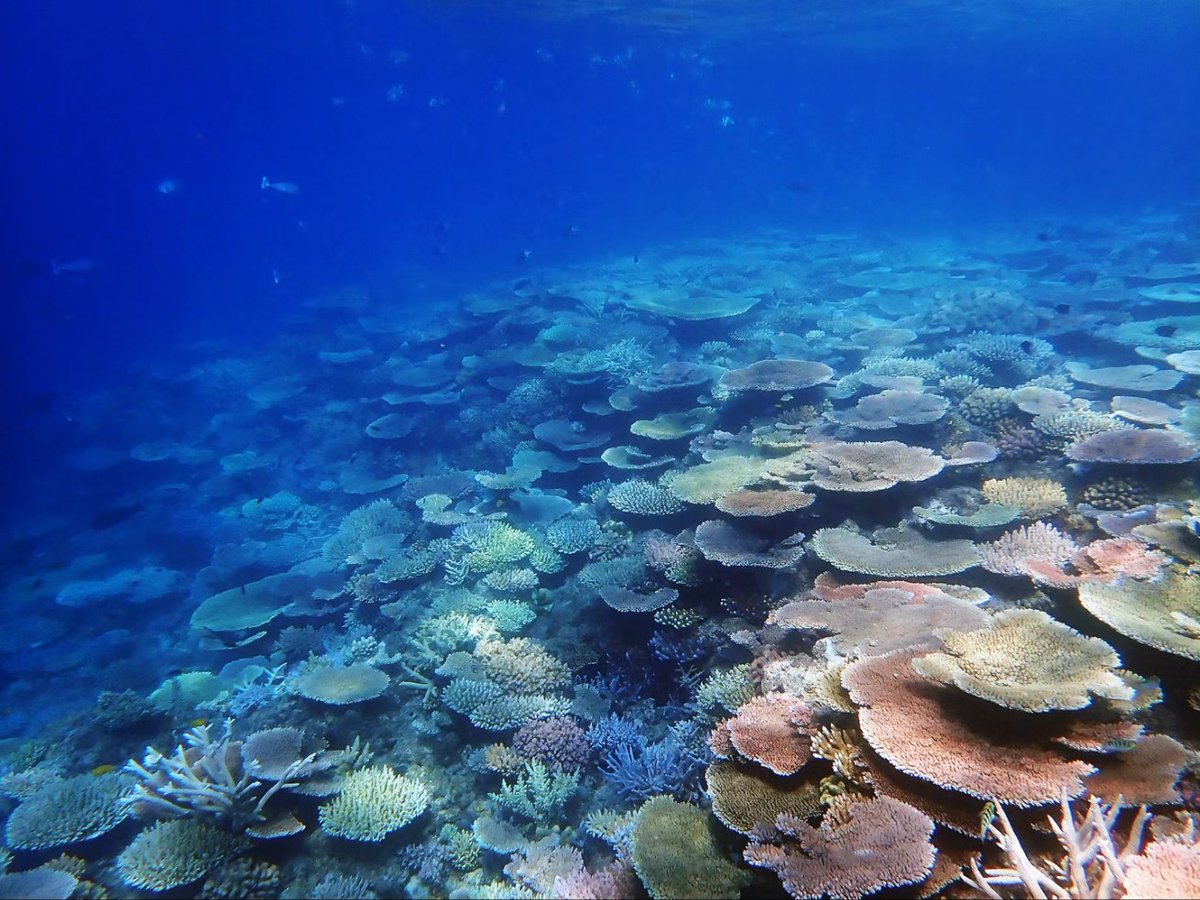 Coral Sea Foundation tweet media