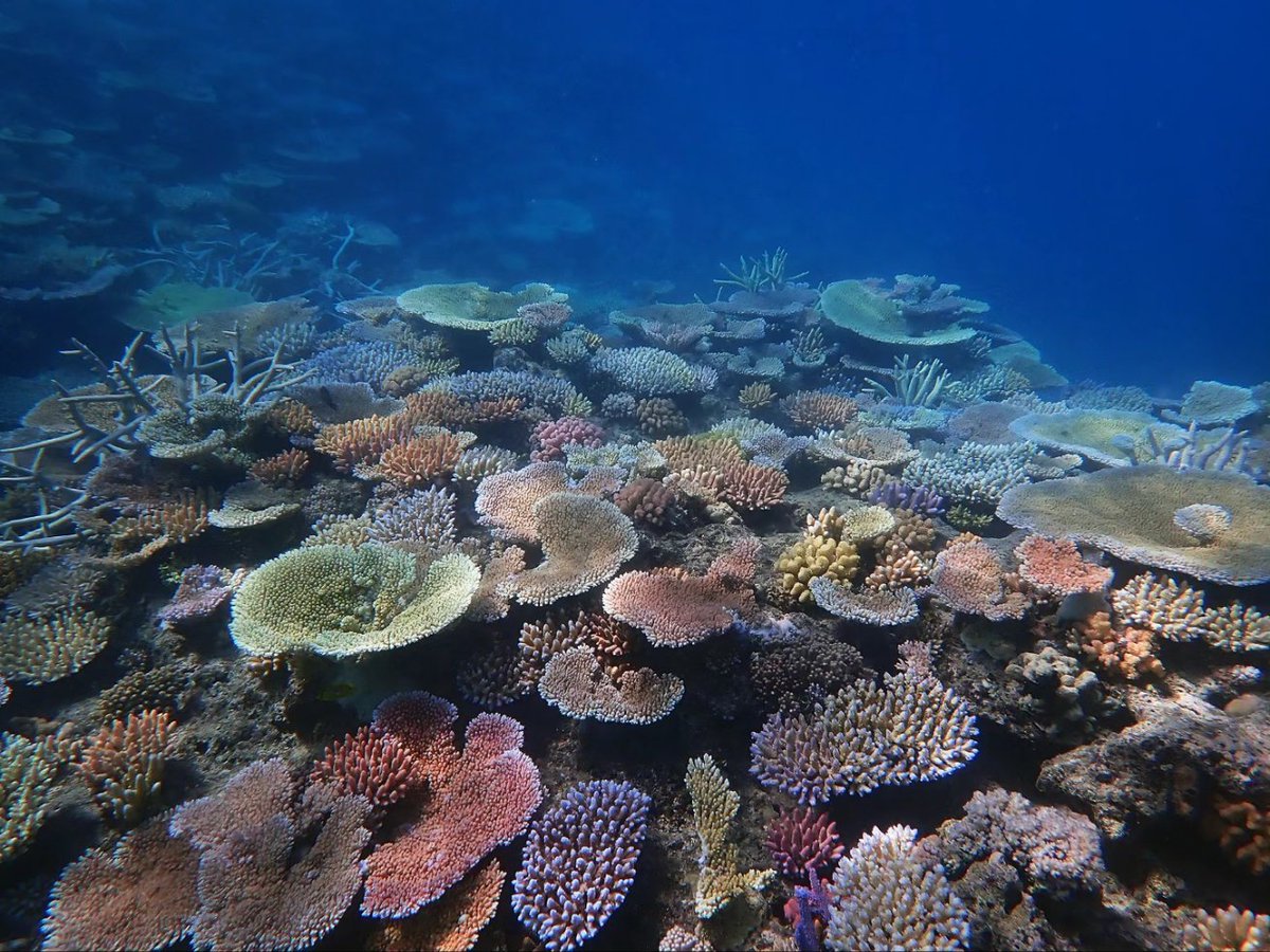 Coral Sea Foundation tweet media