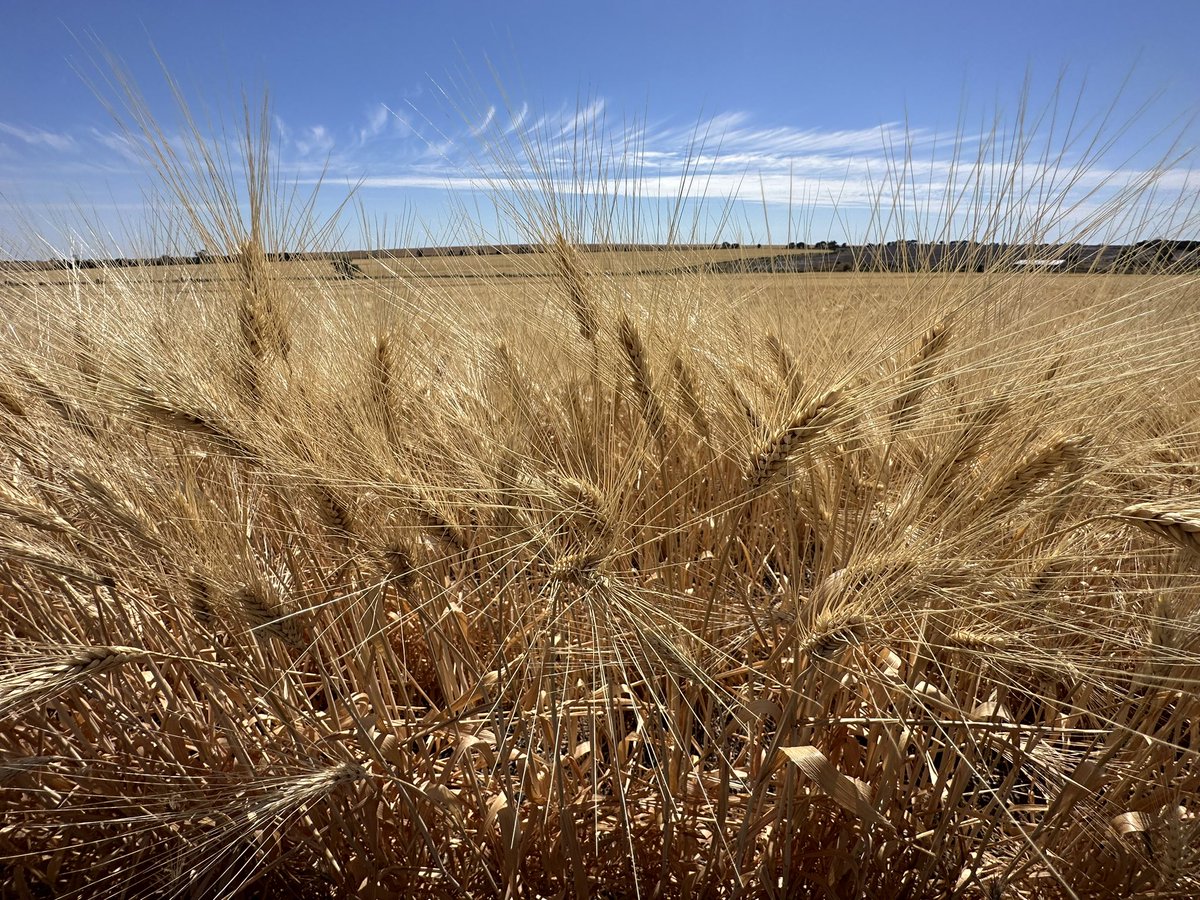 CroppaCo's tweet photo. Still on Barley harvest but the Durum is turning fast. Next years pasta 🍝 is coming soon!
#durum #farmSimple #durumwheat #harvest2023 https://t.co/wRlOOXjrwe