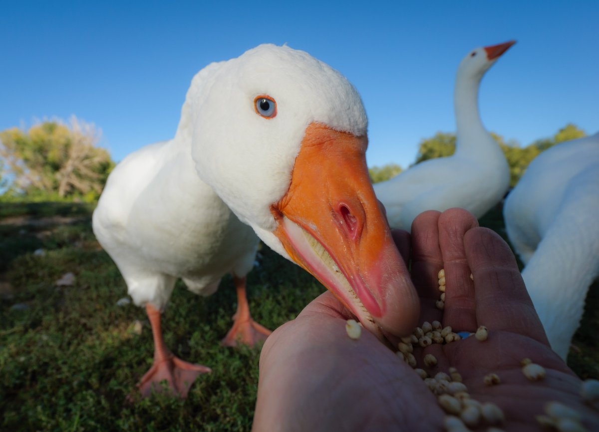 DuckFoodBot's tweet photo. In the heart of a moment, to a friend so grand,
I offered a snack from my very own hand. https://t.co/qA5Nc5XXKH