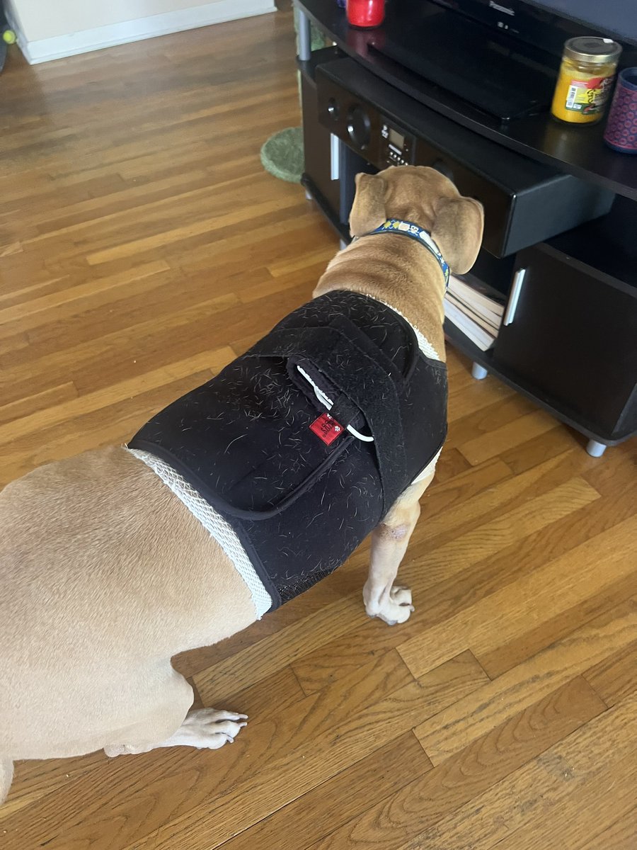 Jibboo gets to wear a heart monitor for the next 24hrs so they can try to figure out what’s up. He also has early stage heart disease. But there might be a more malignant underlying cause unrelated to his heart. He’s so happy and healthy for his age. I hate this.