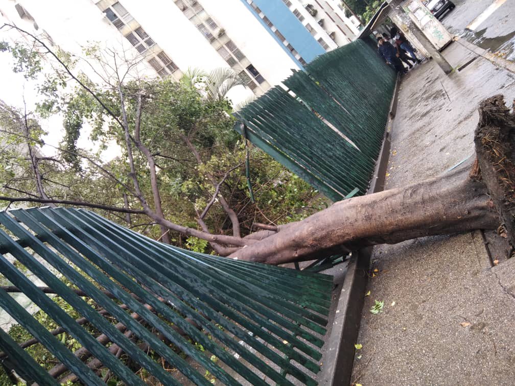 mirianm88's tweet photo. @paloverde_lomas @lAlcaldiasucre @HectoRodriguez 
Esto pasó hoy en en la urbanización @paloverde_lomas pedimos a las autoridades competentes que manden a podar los árboles de la parte baja y alta de la urbanización para prevenir daños a las estructuras y vienes de los vecinos. https://t.co/ivdZJaq7s3