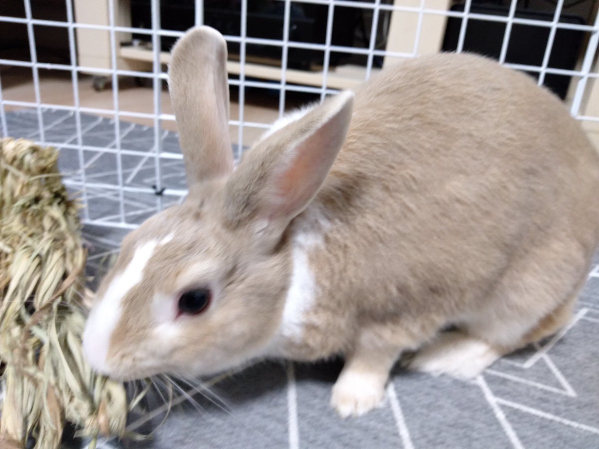 QbHQiZj29UiWuho's tweet image. 宇佐儀です。私に挑戦状を叩きつけるＵＳＢケーブル、私に挑む前に飼い主との戦いに敗れていることを知っています。#宇佐儀 #うさぎ #もさじ #もふもふ #もさ毛 #３歳 #私に #挑戦状 #叩きつける #ＵＳＢケーブル #挑む前 #飼い主 #戦い #敗れている