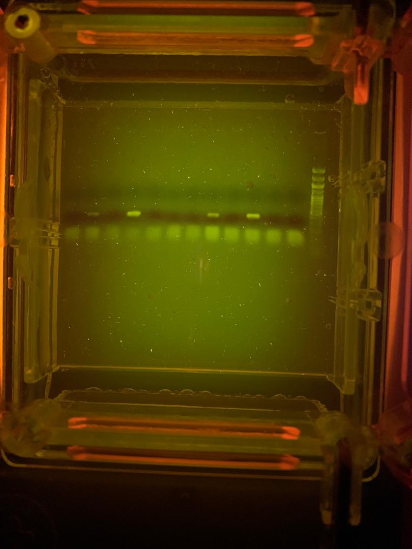 I never participated in a more exotic agarose gel cooking: open coal fire! What works for a good dinner, also works for gels. #Schistosoma identified. <a href="/geobiodiversity/">Senckenberg Research</a> @minipcr <a href="/VolkswagenSt/">VolkswagenStiftung</a>