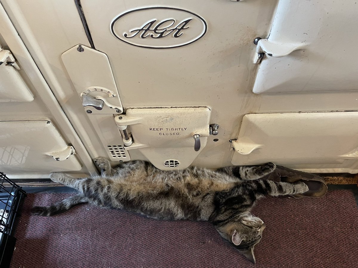 Bodacious the Shepherd Cat tweet media