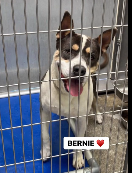 🚨🆘🚨 On the Downey #California euth list, 3 yo BERNIE is a higher energy pup who is so eager to please and wants a home so much. If you like your #dogs goofy & fun, this is the boy for you. #ADOPT today or reply here to #FOSTER 4 rescue 🙏 Info ⬇️ #A5575840