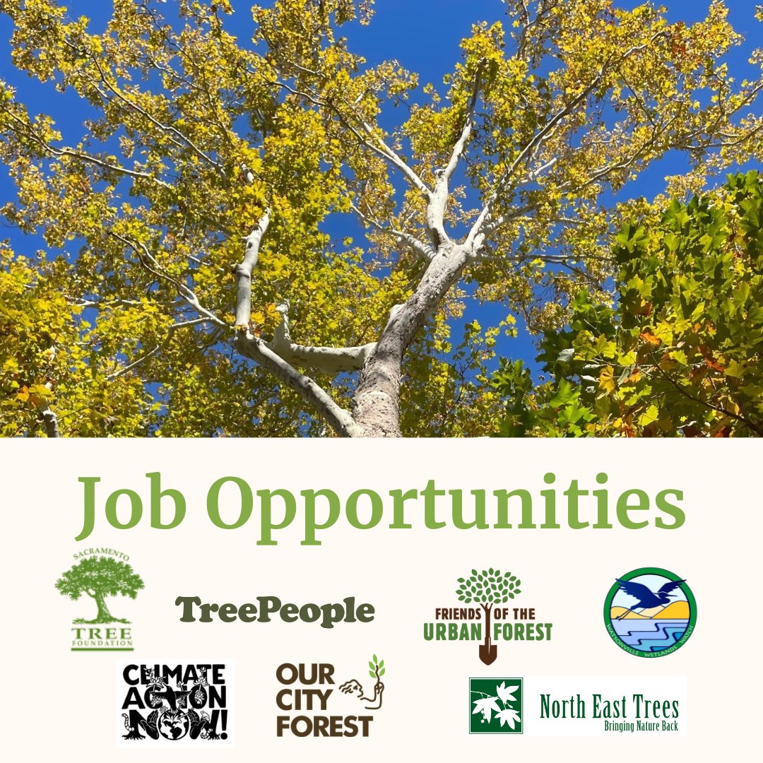 Job Opportunities! 🌳💼 ReLeaf Network Members are hiring: @SacTree @TreePeople_org @SFUrbanForester @wetlandswatch1 @OurCityForest @NorthEastTrees and #ClimateActionNow Visit our Jobs Board or the thread below to learn more🧵👇: californiareleaf.org/about-releaf/j…