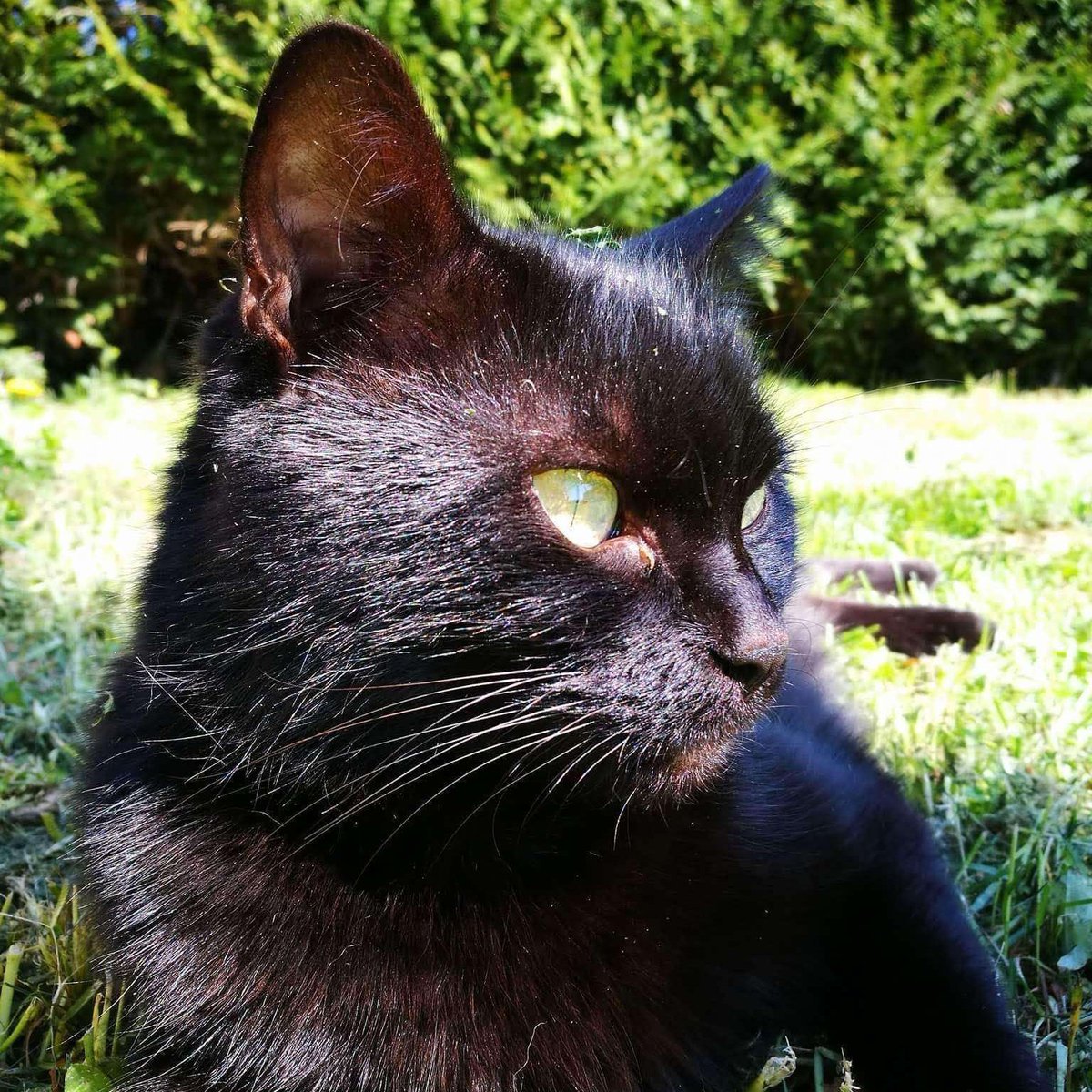 CraftBumble's tweet photo. Introducing our final cat of our Cat Month series. Helper Boonie!! Everyone calls her Mama Boonie as she will come cuddle &amp; comfort you whenever you are sad, making sure to cheer you up!  ~🌻 https://t.co/HEaMROddIi