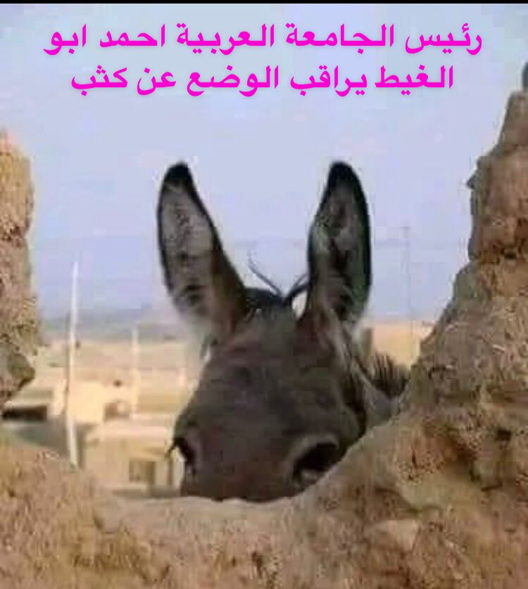sultan sultan tweet media