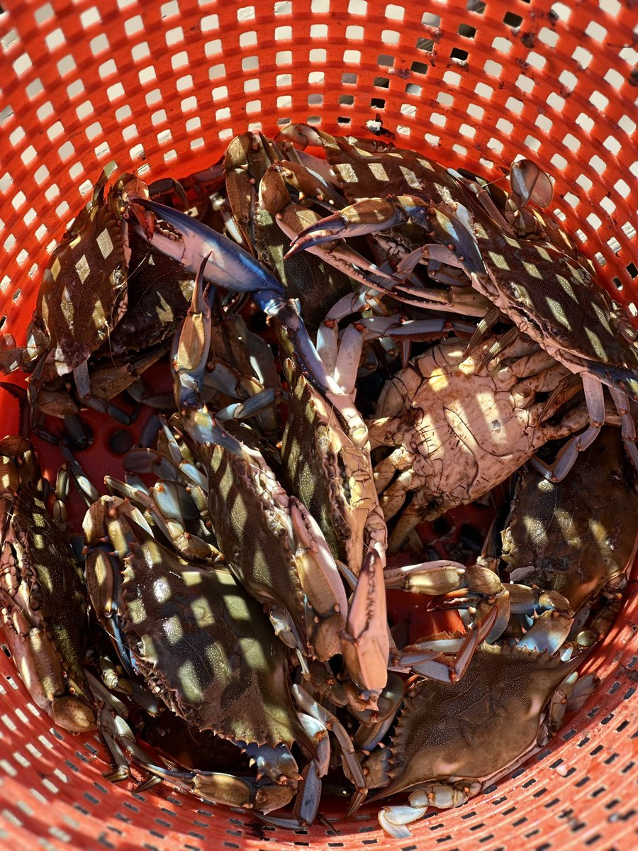 thrivinbetsy's tweet photo. Blue Crab catchin in Slidell LA https://t.co/494ugah2Fq
