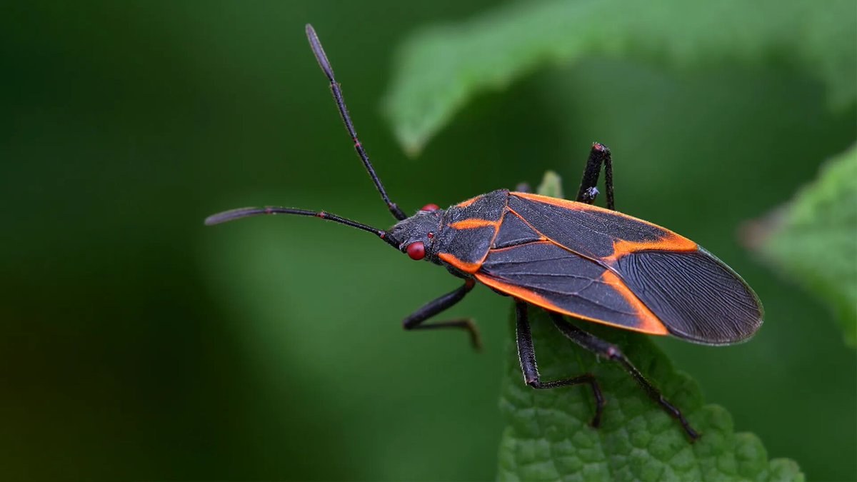 Dealing with box elder bugs? Learn everything you need to know about box elder bug pest control in Portland here! ecocarepestcontrol.com/box-elder-bug-…