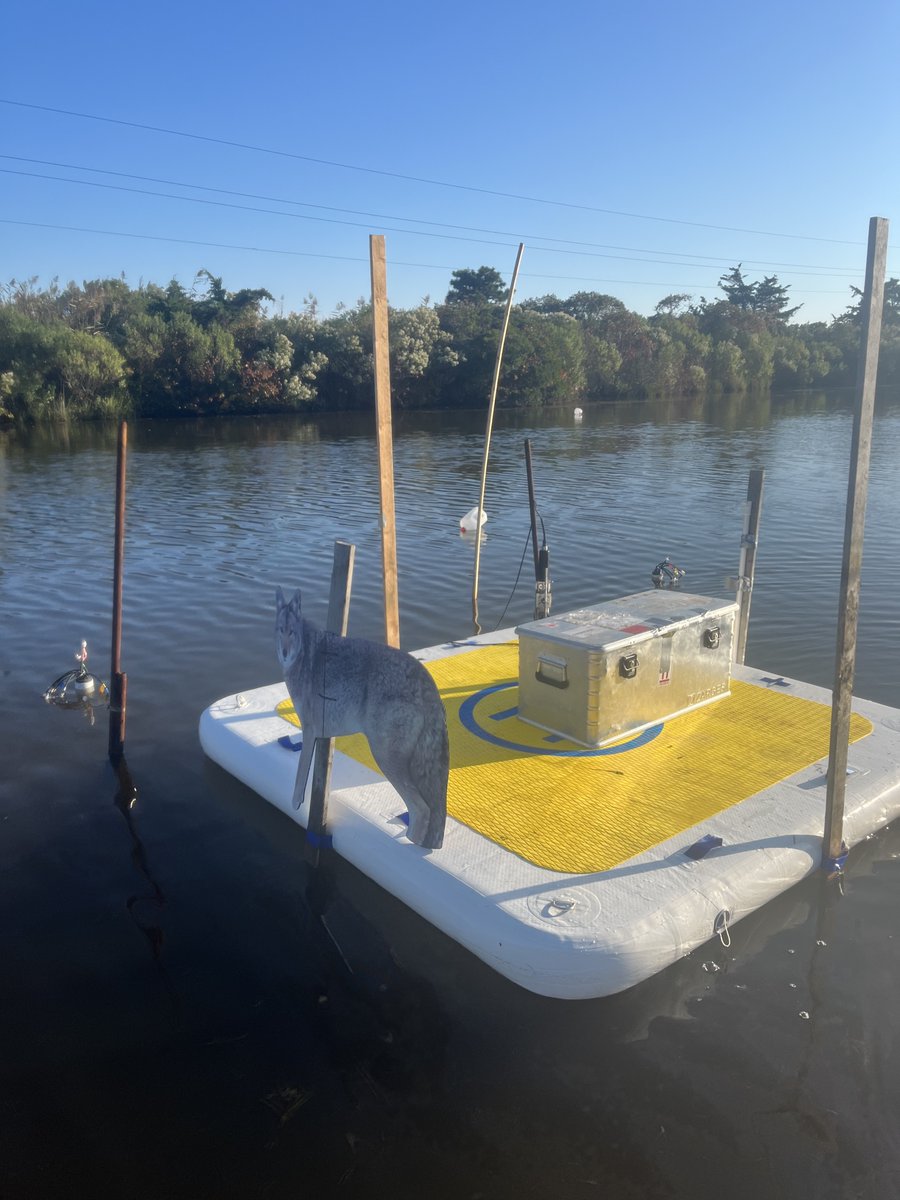 Molly Moynihan on X: How to prevent geese from interfering with sensitive  microsensor equipment? Meet our newest sampling team member, Wolfy, the  fearsome guardian of Trunk River. 🐺😂#whenlifegivesyoulemons #Chlorobi  #lemonade @TheRuffLab @MBLScience @