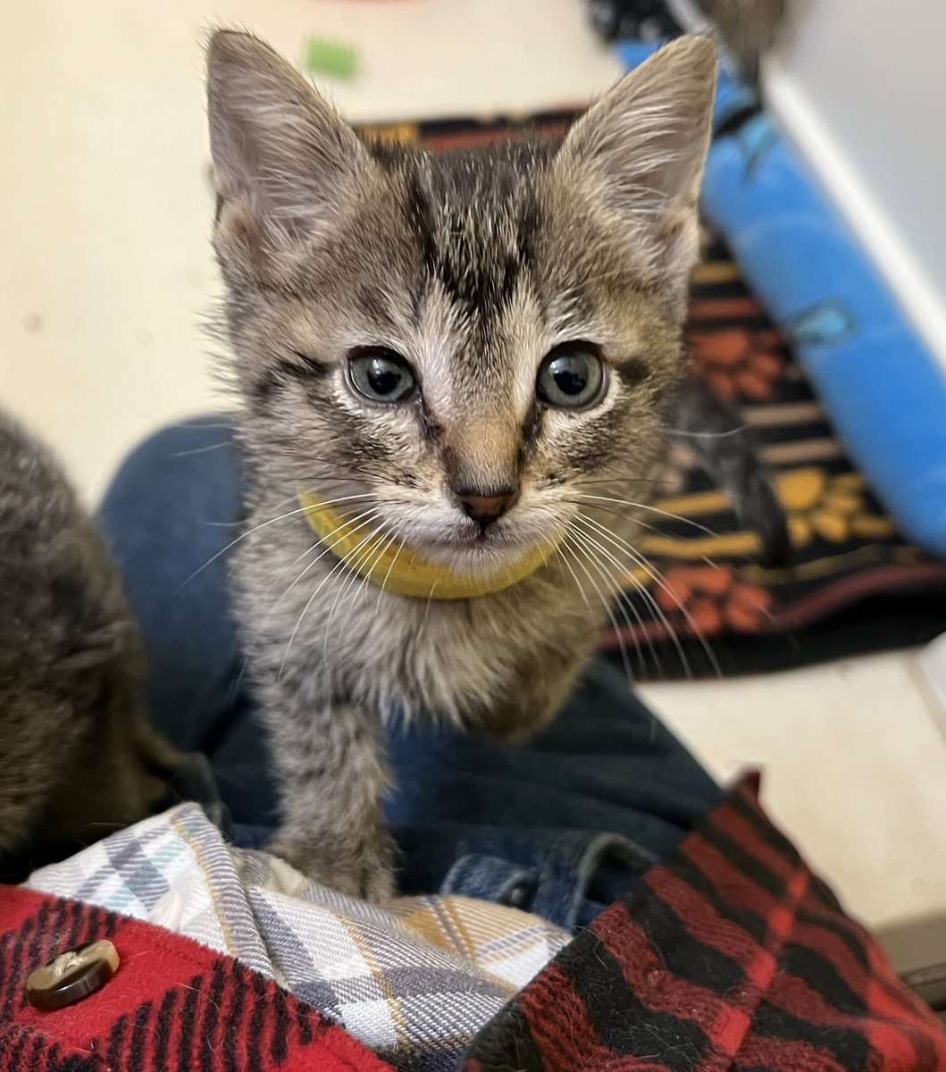 Cedar has an appointment for a surgical consultation for his pectus excavatum next Tuesday at the excellent University of Pennsylvania Veterinary college. If he’s deemed a surgical candidate, they’ll schedule him ASAP for his procedure!