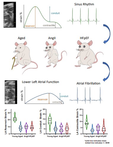 CircImaging (@circimaging) on Twitter photo Speckle-tracking echocardiography assessment of LA function in mouse models demonstrates LA strain to be impaired in established mouse models of atrial myopathy with concurrent AF inducibility #AHAJournals <a href="/JiwonKimMD/">Jiwon Kim, MD</a> <a href="/kaznegishi/">Kaz Negishi@Cardiologist/ Heart Mafia</a> @umncardsfellow
ahajrnls.org/3RSmtRc Speckle-tracking echocardiography assessment of LA function in mouse models demonstrates LA strain to be impaired in established mouse models of atrial myopathy with concurrent AF inducibility #AHAJournals <a href="/JiwonKimMD/">Jiwon Kim, MD</a> <a href="/kaznegishi/">Kaz Negishi@Cardiologist/ Heart Mafia</a> @umncardsfellow
ahajrnls.org/3RSmtRc