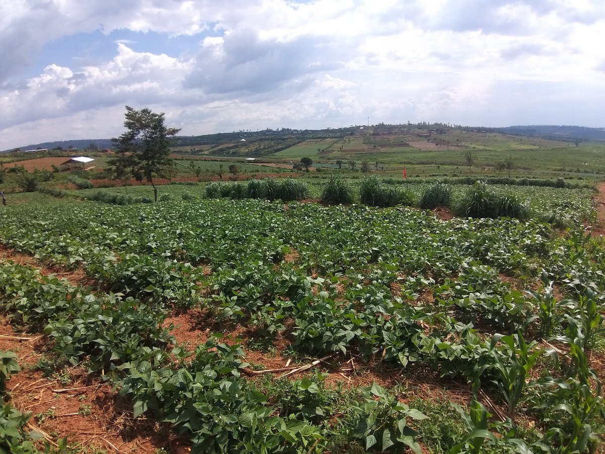 Nyamata kayumba abahinzi b'imboga baragaragazako bibafasha bigatanga n'akazi ku bantu benshi bazakwita ku mboga ibyo byagaragajwe ubwo Agronome w'Umurenge wa Nyamata arikumwe n'Umukozi wa RAB ukurikirana akarere basuraga imirima idahinze bakanasura abahinzi b'imboga Nyiramatuntu.