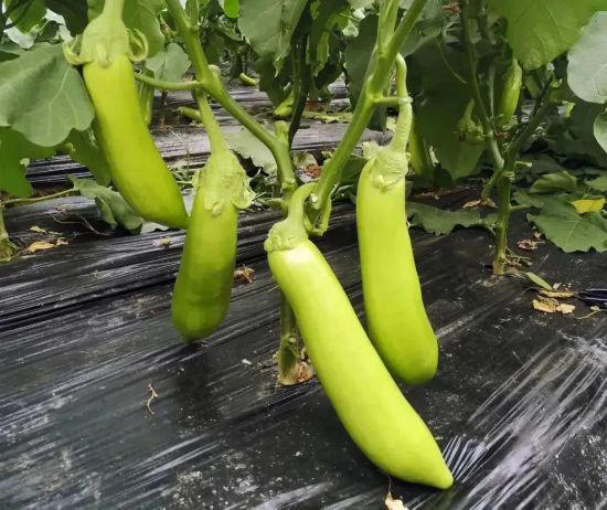 "Ice cream" eggplant unveiled in Kanayama!