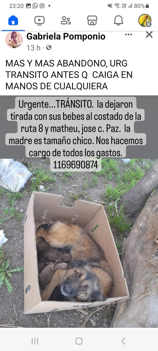 ComoNoAdorarlos's tweet photo. 😥Perrita con cachorros solitos abandonados en #josecpaz 🙏🙏👇👇👇 https://t.co/WDrJIHtjbt