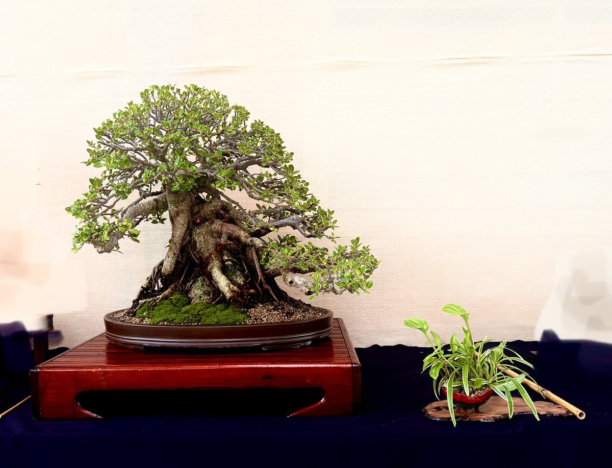 josorl26's tweet photo. Ficus microcarpa var. green emerald https://t.co/6nCbA3W9nS