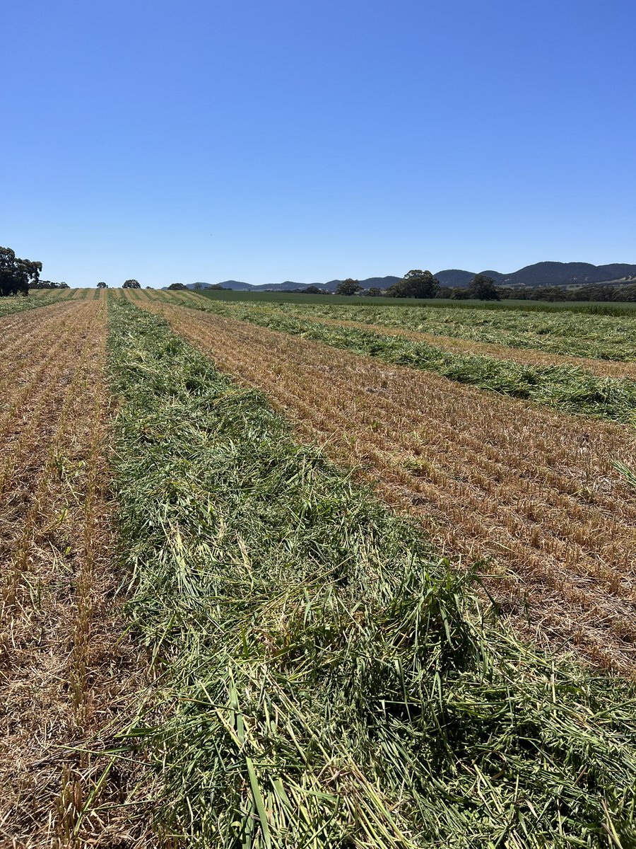 Made a start to silly season