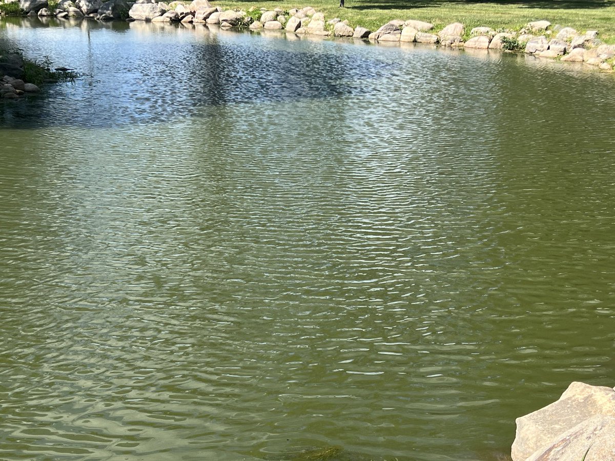 MarkGaalswyk's tweet photo. Hi $DUTV team. I thought you might like to see a recent test on cleaning up a local pond using the exciting E-Z Nano-void Technology. Look at the difference in only 5 days! Meanwhile, we now have two expert attorneys focusing on completing the merger - hopefully within the month. https://t.co/JGetKR9tHq