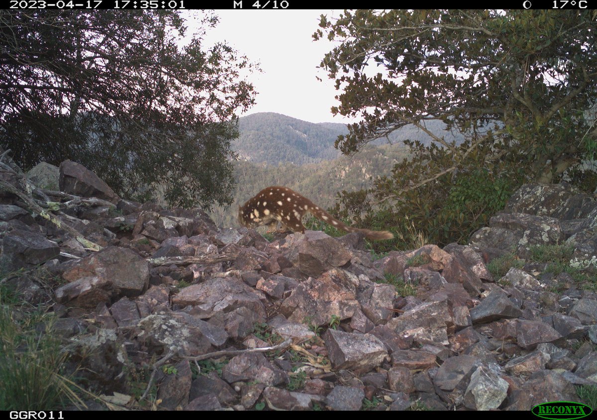 enviroabby's tweet photo. Highlights from a recent BTRW camera trap survey our team conducted. This camera isn't used in analysis but takes 10/10 pictures. Not pictured: the horses, pigs, hares, cats and dogs on our perimeter cams @Redfoxmeek @GeneEcoDeane @DingoResearch @ Lucy #btrw #WildOz #cameratraps https://t.co/x4hfqixNm8