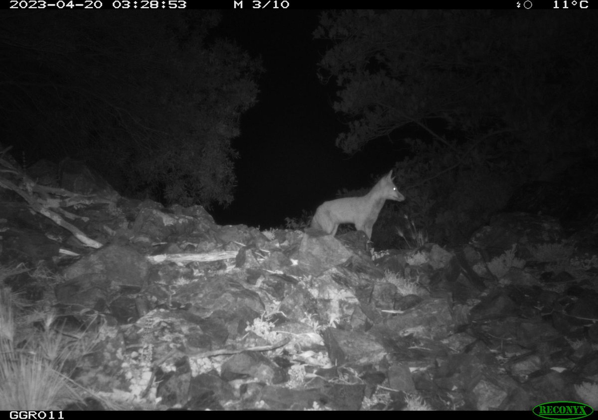 Highlights from a recent BTRW camera trap survey our team conducted. This camera isn't used in analysis but takes 10/10 pictures. Not pictured: the horses, pigs, hares, cats and dogs on our perimeter cams @Redfoxmeek @GeneEcoDeane @DingoResearch @ Lucy #btrw #WildOz #cameratraps