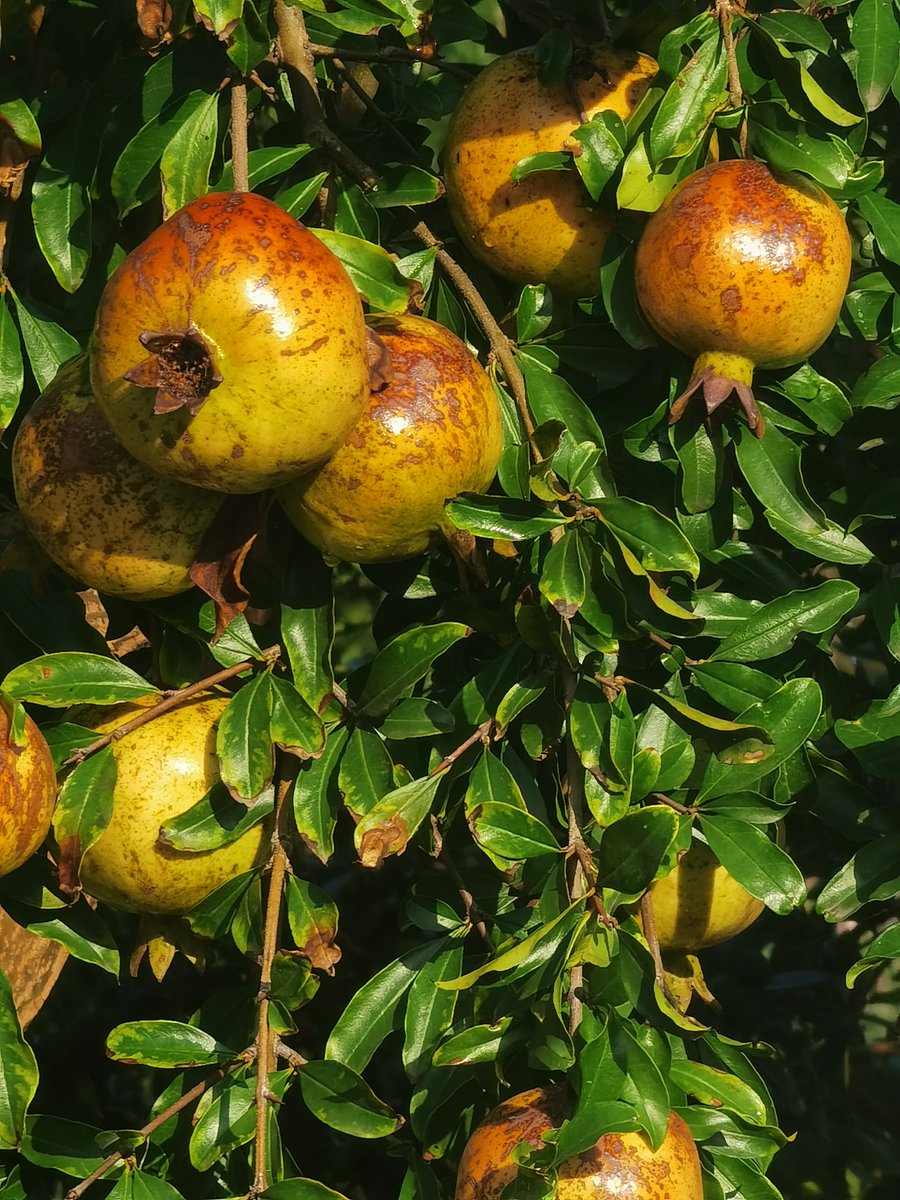 ToqaReign's tweet image. I'm back in China now~ currenty waiting on the last few things to be settled visa wise for things to be truly stable. Waiting with bated breath lol it has been such a long way to get back home 💀