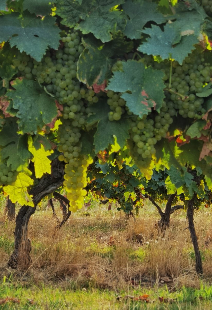 ToqaReign's tweet image. I'm back in China now~ currenty waiting on the last few things to be settled visa wise for things to be truly stable. Waiting with bated breath lol it has been such a long way to get back home 💀