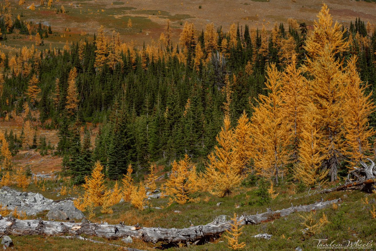 MimiRitZ244's tweet photo. A beautiful Alpine valley with a touch of autumn magic.
#pnw #sonorthwest #ThePhotoHour #wawx #tamaracks #Autumn https://t.co/iPs4yNHaPF
