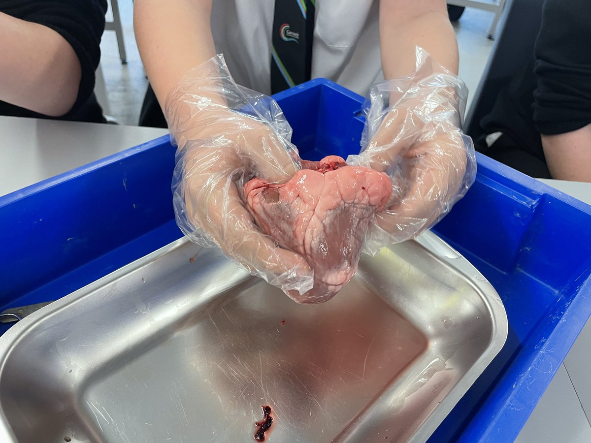 Garnock_club's tweet photo. #heartdissection #science #biology
Dissection time!!! The S2 lesson about the human body was very successful 🩺🩻 @GarnockScience https://t.co/DiUGfnhP49