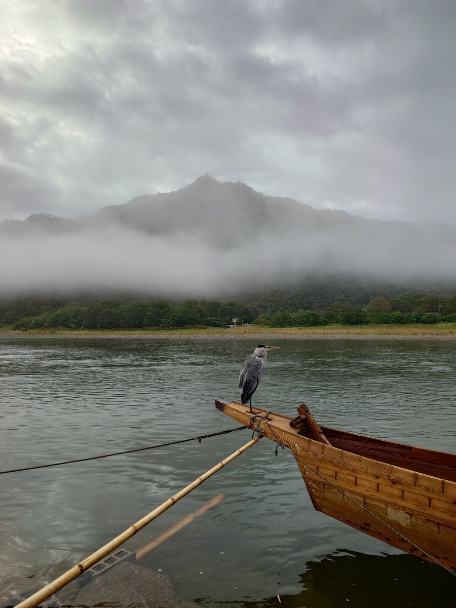 subrow326's tweet image. おはようございます☁
霧が立ち込める長良川
岐阜城天守は薄っすらとしている
しばしアオサギと一緒に眺める