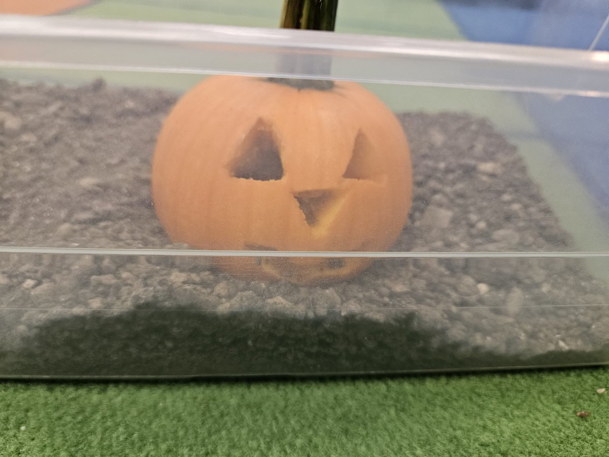 Decomposition with Pumpkin Jack. Day 1 <a href="/I_T_Holleman/">Holleman Elementary</a>