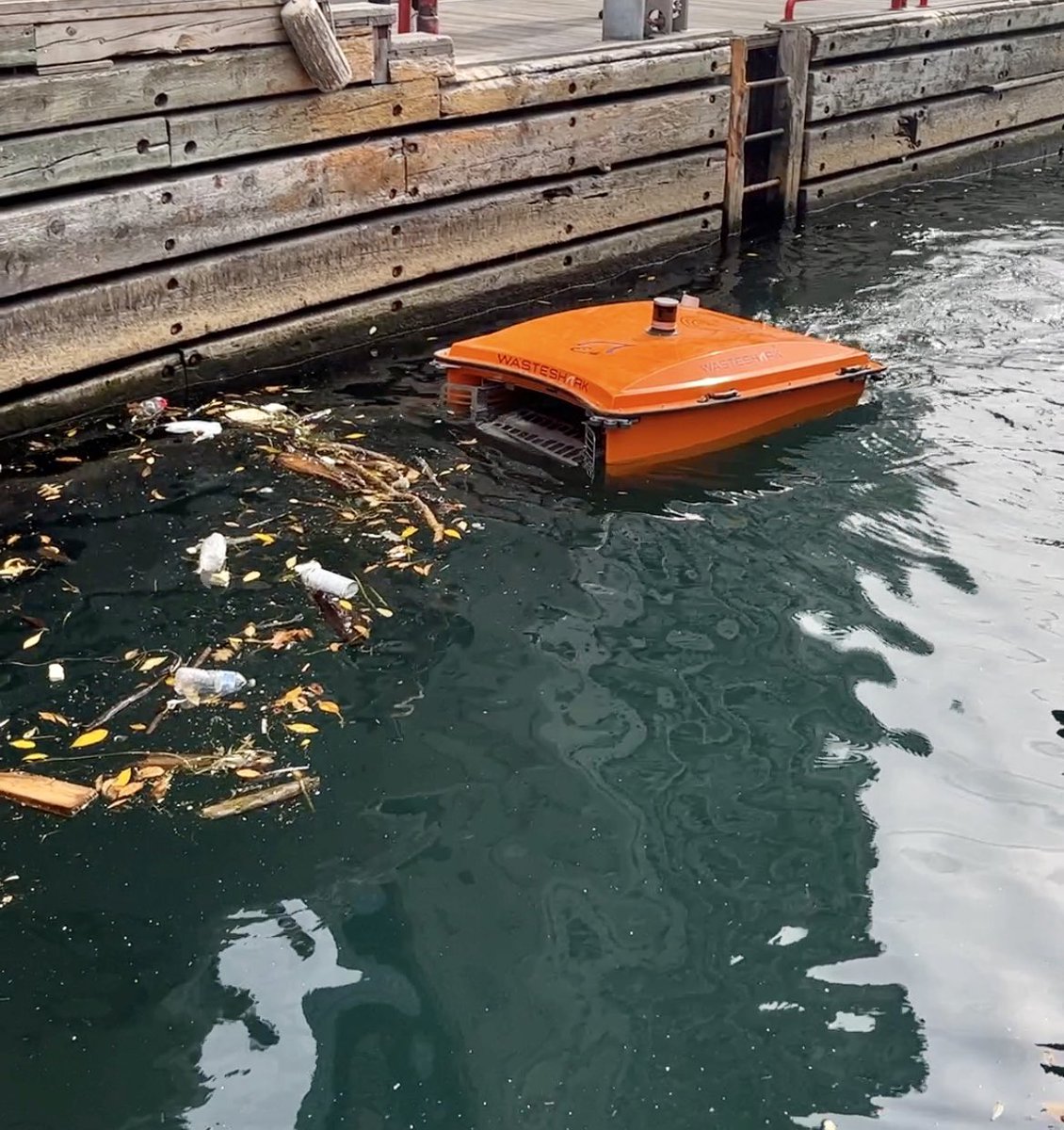 Sharks_TO's tweet photo. Happy Thanksgiving from your favourite Toronto sharks!
 
We’ll be gobbling up our own #thanksgiving feast. On the menu: plastic, foam, and other floating waste. YUM!
 
#SharksTO https://t.co/AUJDHSx6hF
