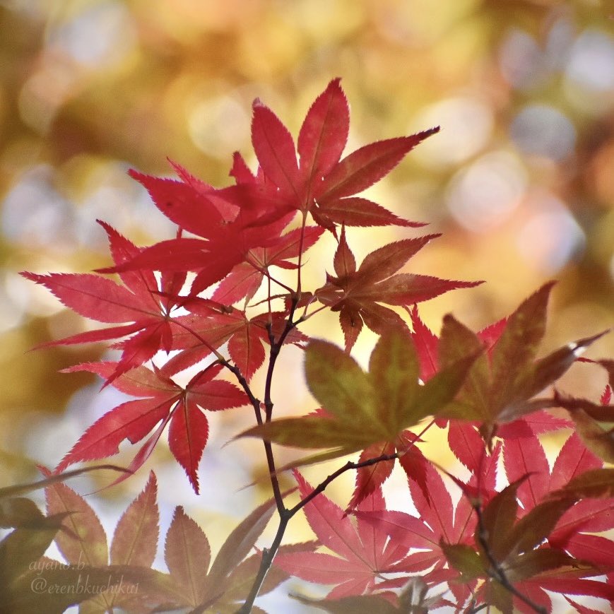 秋色🍁染まり始め

#紅葉 #japanesemaple