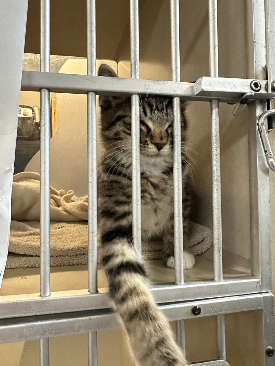 caniscalva's tweet photo. Volunteered at the Tacoma Humane Society and met a kitten that looked and acted exactly like my cat and these were the only photos I got of him 🙃 https://t.co/SQdwDA8s5H