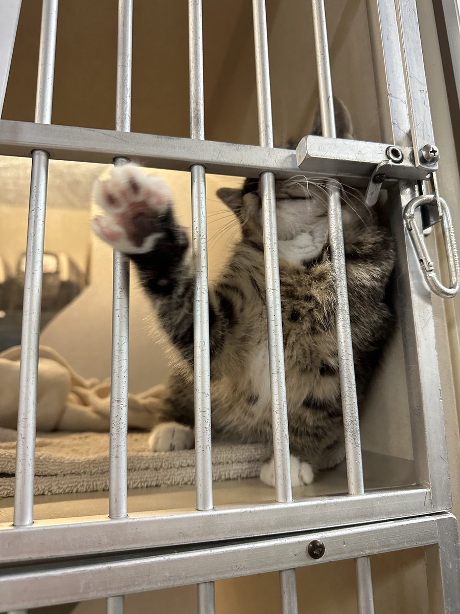 caniscalva's tweet photo. Volunteered at the Tacoma Humane Society and met a kitten that looked and acted exactly like my cat and these were the only photos I got of him 🙃 https://t.co/SQdwDA8s5H