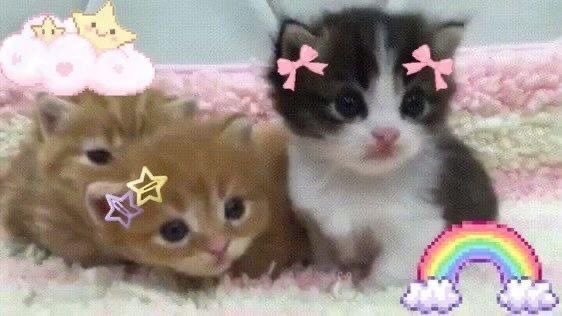 teenypets's tweet image. us when