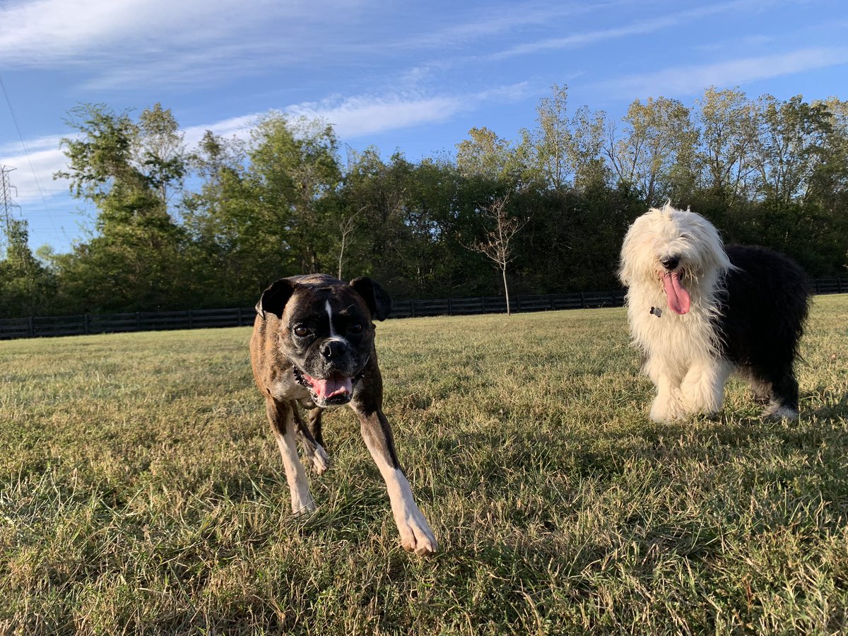 MetzSheepies's tweet image. We love it when our bestie Bucky is at the park!!! 

#DogsoX #XDogs