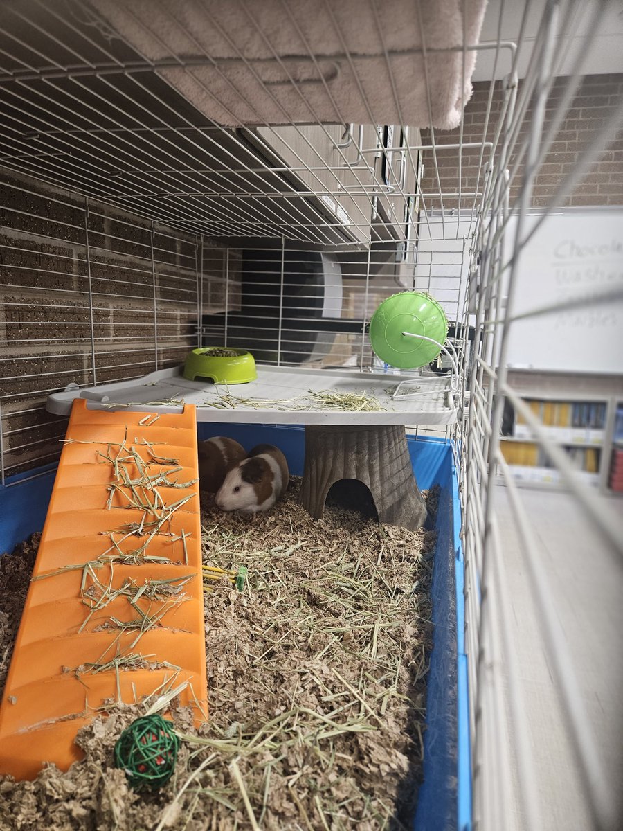 Meet the newest staff members at <a href="/HorneElementary/">Horne Elementary</a> !  Father and Son are already scheduled to help our tiniest humans learn about habitats later this week.  Welcome to Horne Elementary!