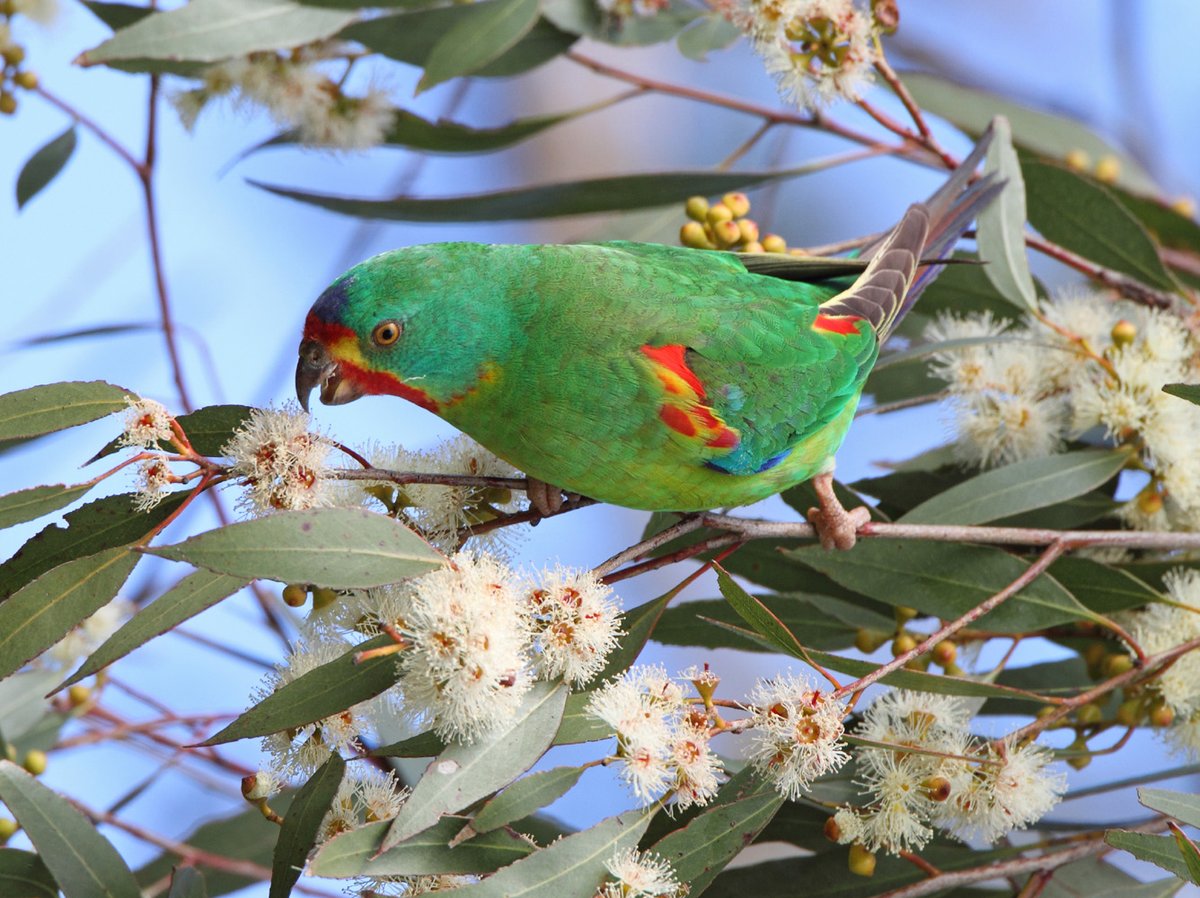 Say hello to the newly crowned 2023 Australian Bird of the Year. The critically endangered Swift Parrot.  With only 750 birds left in the wild, more work is needed to protect the habitat of this remarkable parrot.