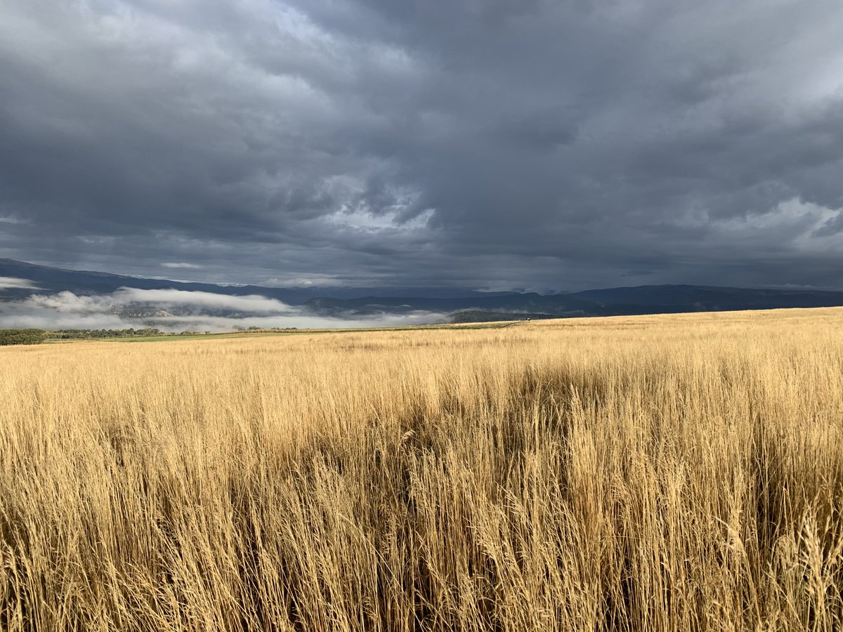 The goal is to see if the soil treatments can maintain crop yield even when fields receive less water. 

aspenjournalism.org/improving-resi…