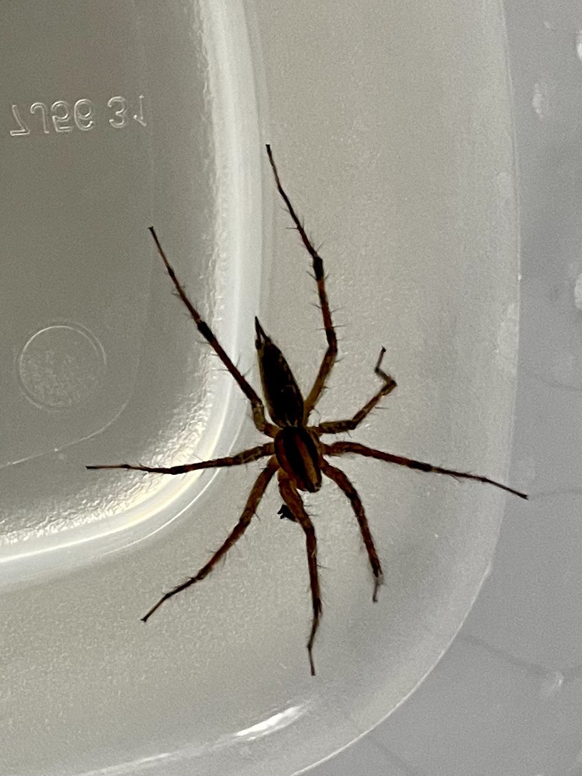 SH1stGrade's tweet photo. Our scientists using their observation skills to investigate spiders! @SlateHillStars @wcsdistrict #itsworthit https://t.co/a1BBgRpUZa